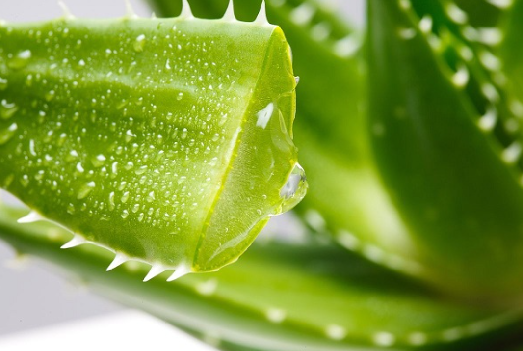 hot sale face care moisturizing clear aloe gel vegan soothing skin natural aloe vera gel